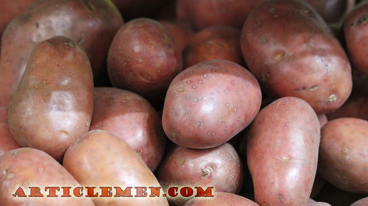 плод картофеля